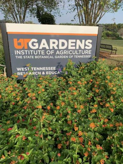 Lantana Luscious Series (Proven Winners)