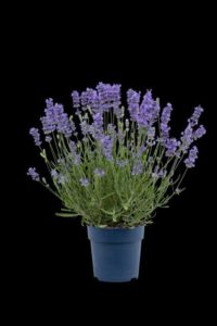 Lavandula 'BeeZee Light Blue' (Hishtil)