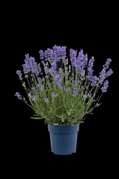 Lavandula 'BeeZee Light Blue' (Hishtil)