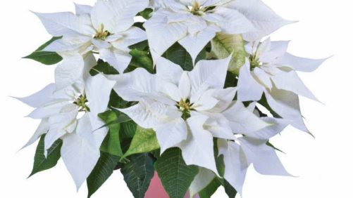 Selecta One to Produce and Ship Italian Poinsettias
