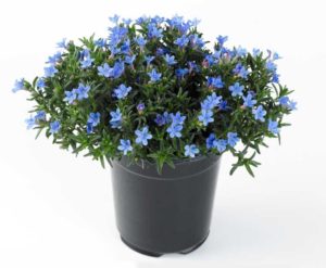 Lithodora 'Heavenly Blue' (Jaldety)