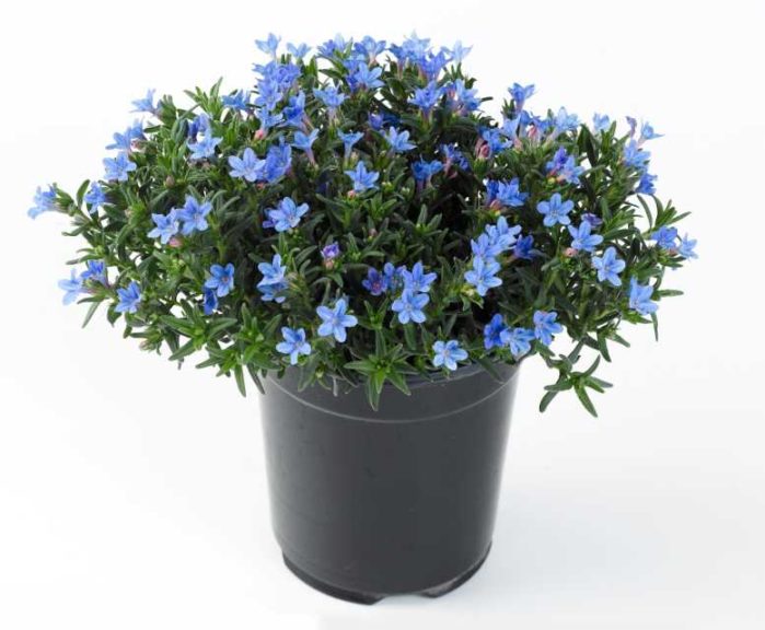 Lithodora 'Heavenly Blue' (Jaldety)
