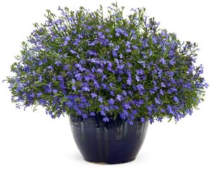Lobelia 'Laguna Sky Blue' (Four Star Greenhouses/Proven Winners)