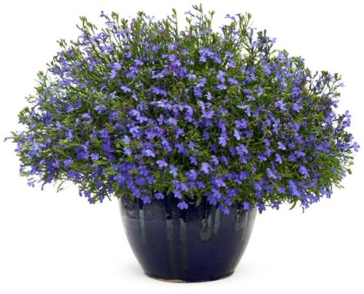 Lobelia 'Laguna Sky Blue' (Four Star Greenhouses/Proven Winners)
