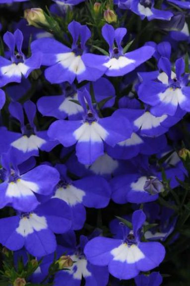 Lobelia 'Magadi Compact Blue+Eye' (Selecta One)
