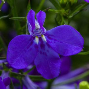 Lobelia 'Techno Cobalt Blue' (Raker Roberta's Young Plants)