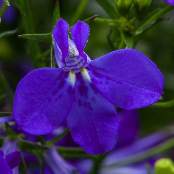 Lobelia 'Techno Cobalt Blue' (Raker Roberta's Young Plants)
