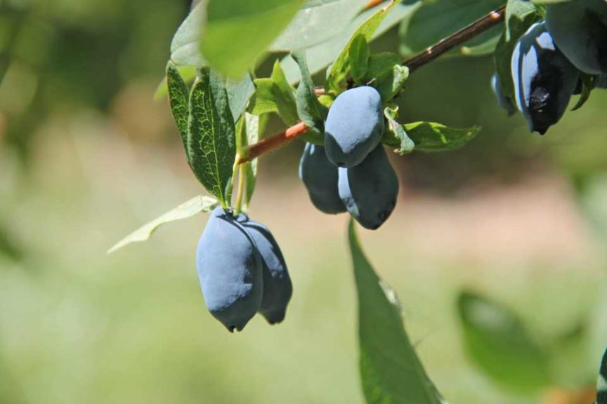 Lonicera Yezberry haskap 'Sugar Pie '(Spring Meadow Nursery/Proven Winners)