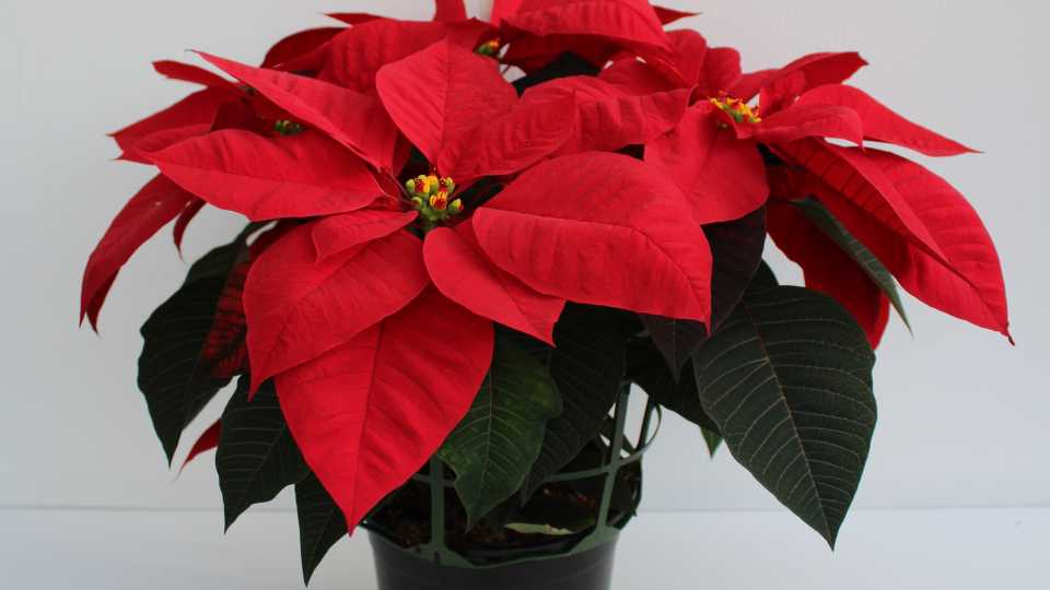 'Mirage Red' (Syngenta Flowers)
