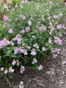 Nemesia 'Aromance Pink' (Proven Winners)