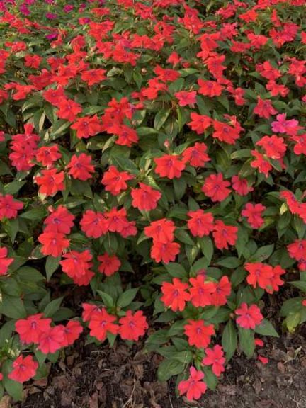 New Guinea Impatiens 'Bounce Bright Coral' (Selecta)