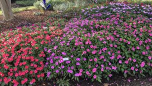 Best Plant Performers From the University of Tennessee Gardens Trials