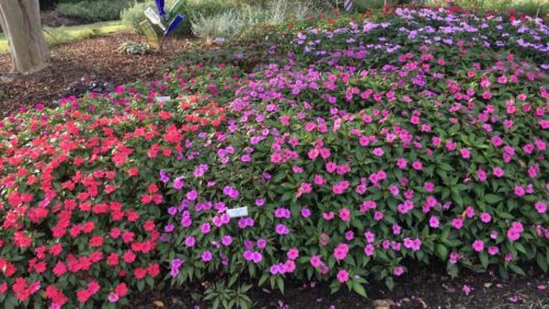 Best Plant Performers From the University of Tennessee Gardens Trials