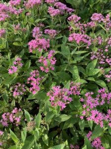 Pentas 'Sunstar Lavender' (Proven Winners)