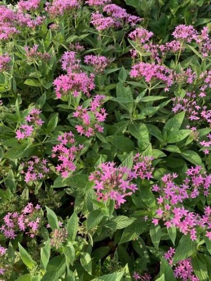 Pentas 'Sunstar Lavender' (Proven Winners)