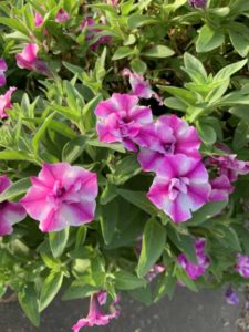 Petunia 'Supertunia Sharon' (Proven Winners)