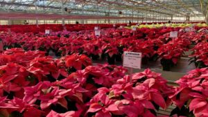 Poinsettias Shine Bright Red, Pink, and White at Field Day