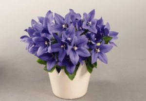 Platycodon 'Popstar Blue' (Benary)