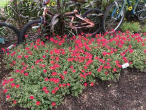 Portulaca 'Mojave Red Improved' (Proven Winners)