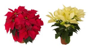Danziger Partners With Rinehart Poinsettias on New Varieties