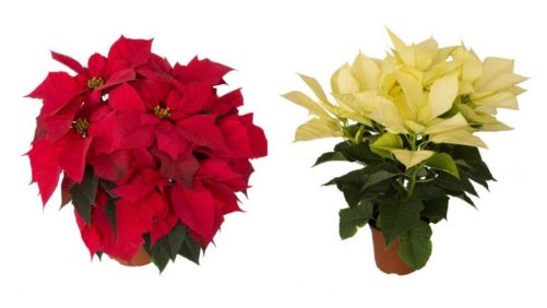 Danziger Partners With Rinehart Poinsettias on New Varieties