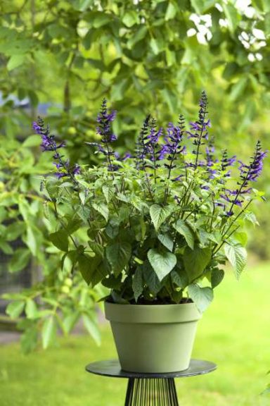 Salvia 'Salgoon Spencer Lake' (Hilverdaflorist)
