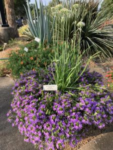 Scaevola 'Whirlwind Blue Improved' (Proven Winners)