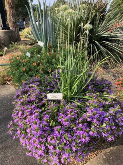 Scaevola 'Whirlwind Blue Improved' (Proven Winners)