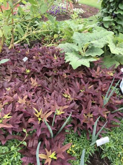 Sweet Potato Vine 'Sweet Caroline Red Hawk' (Proven Winners)