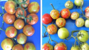 How Canadian Tomato Breeders Are Tackling a New Virus Head-On