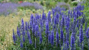 New Perennial Plants in Focus This Week