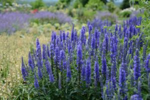 Veronica 'Moody Blues Dark Blue' (Darwin Perennials)