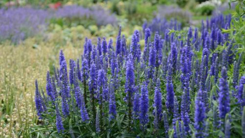 New Perennial Plants in Focus This Week