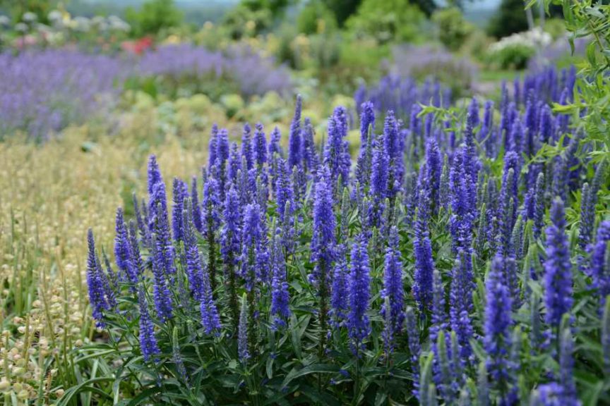 Veronica 'Moody Blues Dark Blue' (Darwin Perennials)