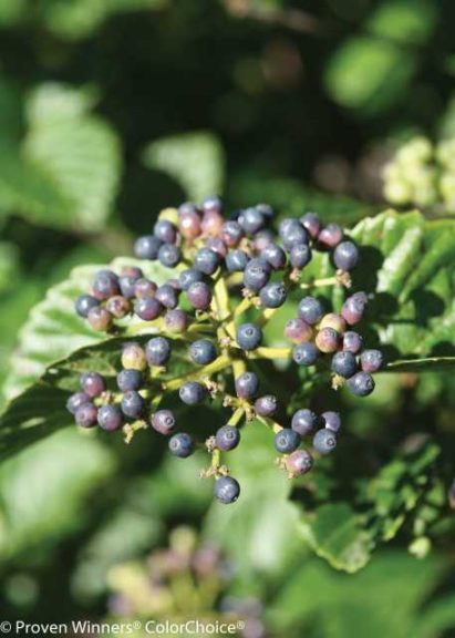 Viburnum 'All That Glitters' (Spring Meadow Nursery/Proven Winners ColorChoice Shrubs)