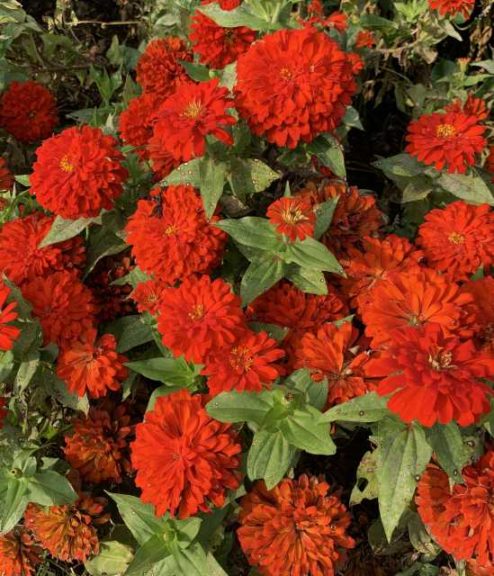 Zinnia 'Holi Scarlet' (All-America Selections)