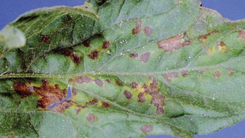 Plant Health Lessons You Can Learn From COVID-19 Testing