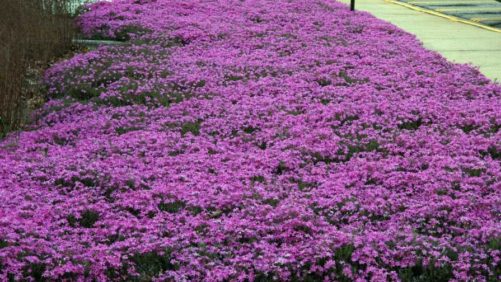 Plants With Super Powers Really Do Exist