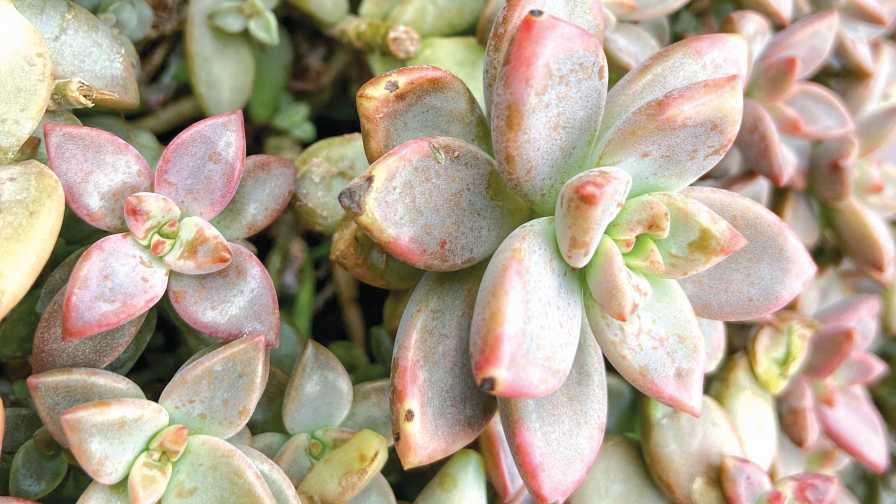 Production Problems With Succulents Solved