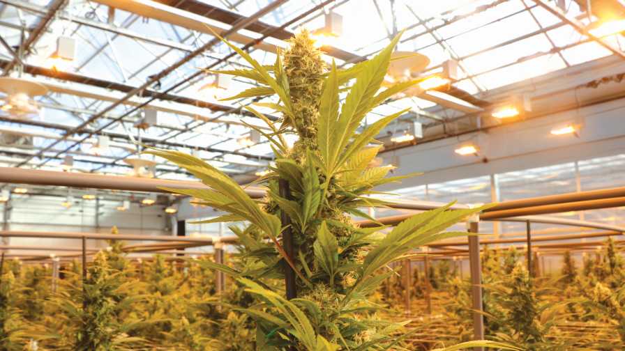 Cannabis under glass