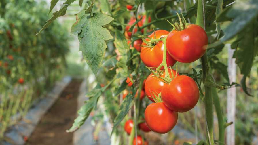 Choosing Tomato Varieties Precision Indoor Plants