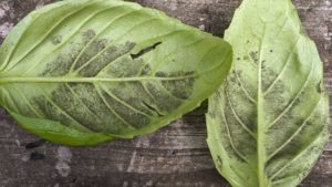 Keeping Tabs on Diseases in Hydroponic Leafy Greens and Herbs