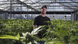 Glass House Farms Grows Big! Here’s How They Do It