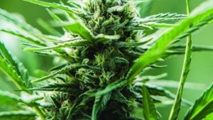 Hemp Deal a Growth Opportunity for Griffin Greenhouse Supplies