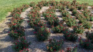 Knock Out Rose Now Available in Petite Form