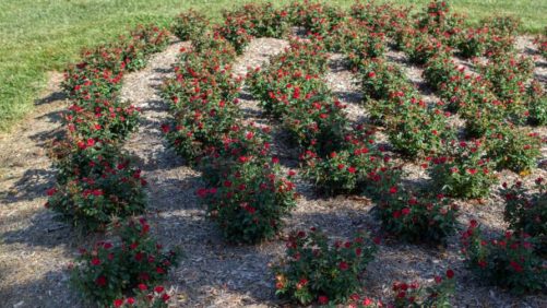 Knock Out Rose Now Available in Petite Form