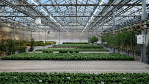Why More Standards Are Needed in Horticulture LED Lighting