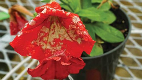 Got Botrytis? New Biofungicide Formulation at Hand To Help Growers