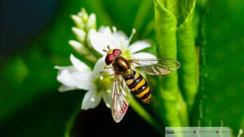 Plant Researchers on the Hunt for New Biocontrol Agents