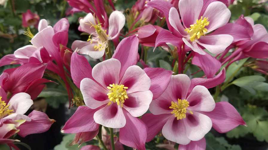 Aquilegia blooms facing up